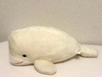 화이트 돌고래 수족관