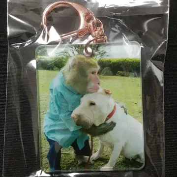 키링 일본원숭이 일본원숭이 원숭이 샤페이 흰색 개 회전고리 카라비너