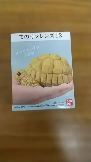 테노리 프렌즈 12 인도 별거북 흰색 변종