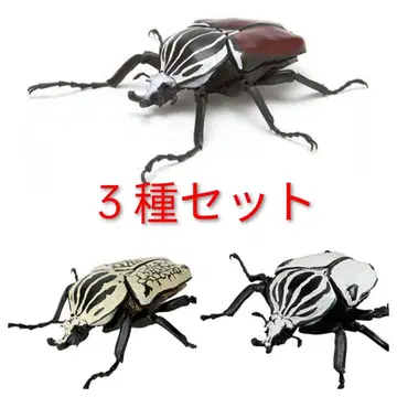 3종 골리앗대뿔꽃무지 오리엔탈리스 쿠아드리마쿨라투스