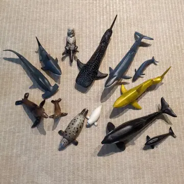 아니아 바다 생물