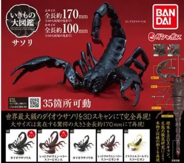 생물대도감 어드밴스 전갈 5종