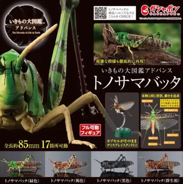 생물대도감 어드밴스 참개구리 4종