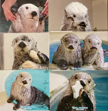 메이짱 복권 브로마이드 전 6종 컴플리트 세트 카프 복권 토바 수족관