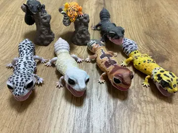 생물 대도감 레오파 니시아프 7세트