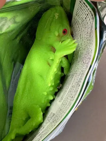 파충류 리얼 변형 도마뱀 & 악어 모로코 도마뱀 (색상: 그린)