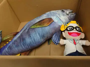 사카나쿤 감수 물고기 봉제 인형 참다랑어 86cm 사카나쿤 세트