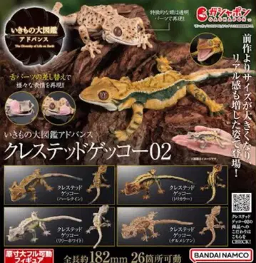 생물대도감 어드밴스 크레스티드 게코 4종