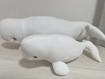 시마네 아쿠아 한정판 흰돌고래 봉제 인형 대