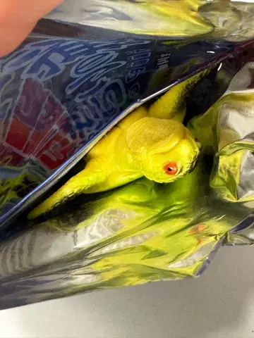 최강 리얼 바다 생물 푸른바다거북