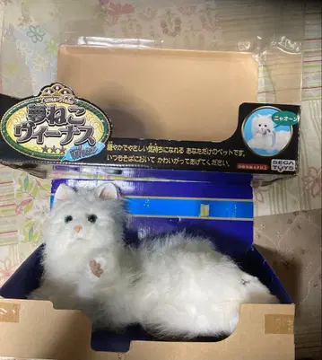 꿈 고양이 비너스