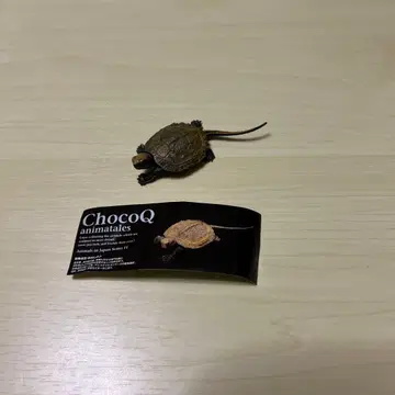 초코Q 일본의 동물 일본강거북 유체