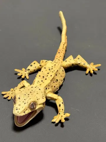 생물대도감 크레스티드 게코 달마시안