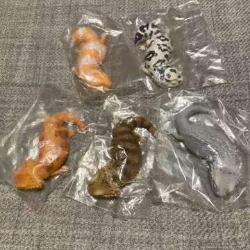 니시 아프리카 도마뱀붙이와 턱수염 도마뱀 휴식 시리즈