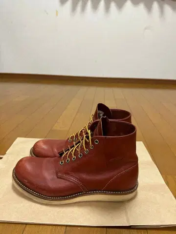 레드윙 아이리쉬 세터 플레인토