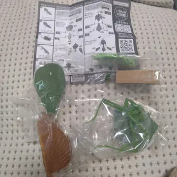 생물대도감 사마귀 04 남부말무네사마귀 (라이트)?