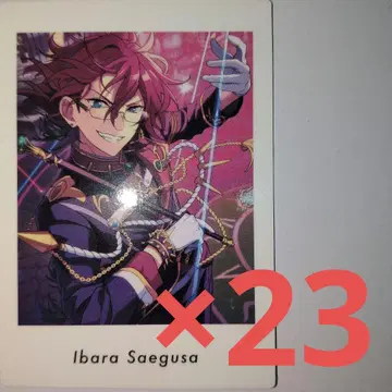 앙스타 파샤츠 사에구사 이바라