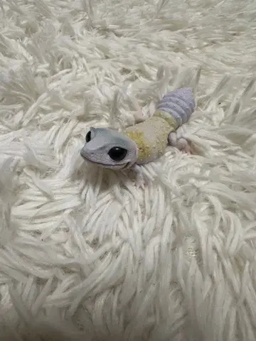 파충류 피규어 레오파