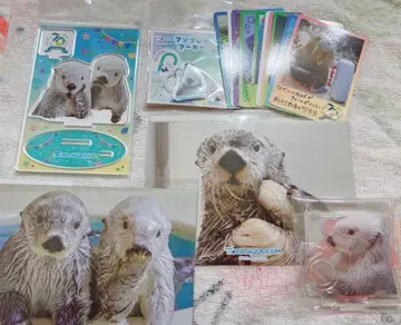 도바 수족관 랏코 메이짱 캡슐 복권 50주년 키라짱