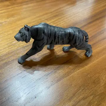 아니아 블랙 타이거