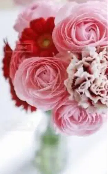 라난큘러스 부케 핑크 빨간색