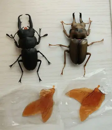 생물대도감 사슴벌레