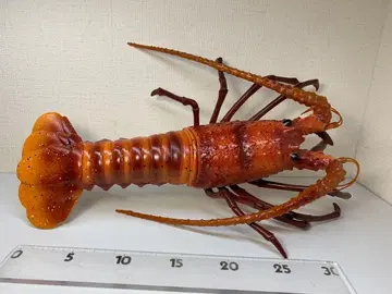 일본 오토토이 이세에비 BIG 소프트 비닐 단단한 피규어