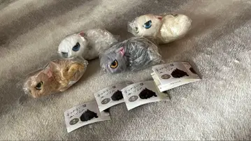 가챠폰 따르지 않는 고양이