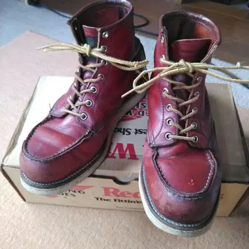 Red Wing 아이리쉬 세터 반원 개택