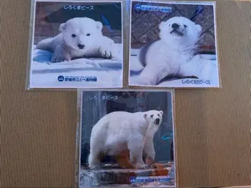 토베 동물원 북극곰 ( 시로쿠마 ) 피스 사진 포함 손수건