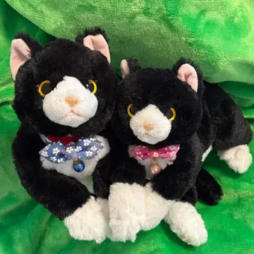 산레몬 무릎 고양이 하치와레 묶음 판매