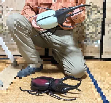 헤라클레스 장수풍뎅이, 외 모형