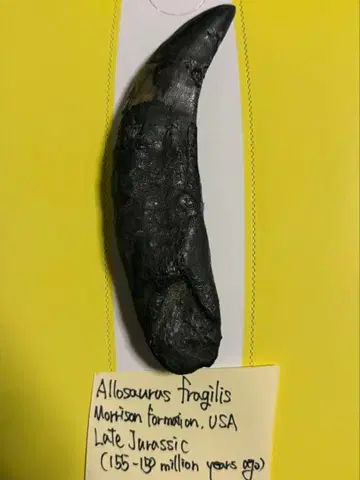 공룡 이빨 화석