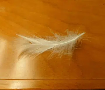 Hey! Say! JUMP DOMETOURSsay 낙하물 깃털