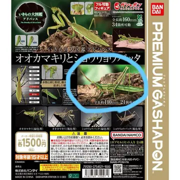 생물대도감 큰사마귀와 명주사마귀