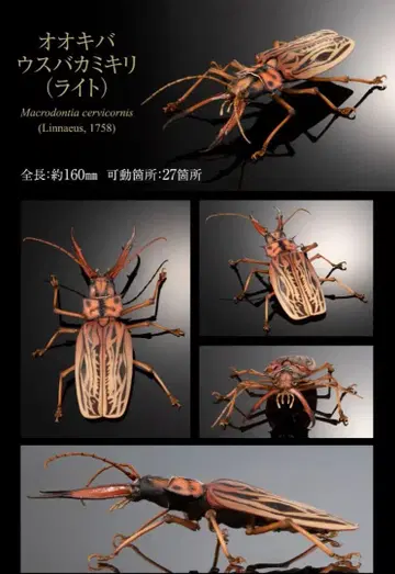 오오키바우스바카미키리 생물대도감 카미키리 곤충