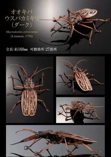 오오키바우스바카미키리 생물대도감 사슴벌레 명나방