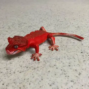 크레스티드 게코 (패턴리스) 생물대도감 어드밴스 반다이 피규어