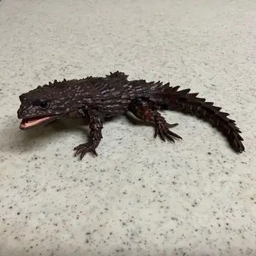 블랙 생물대도감 어드밴스 아르마딜로 도마뱀 반다이 가샤폰