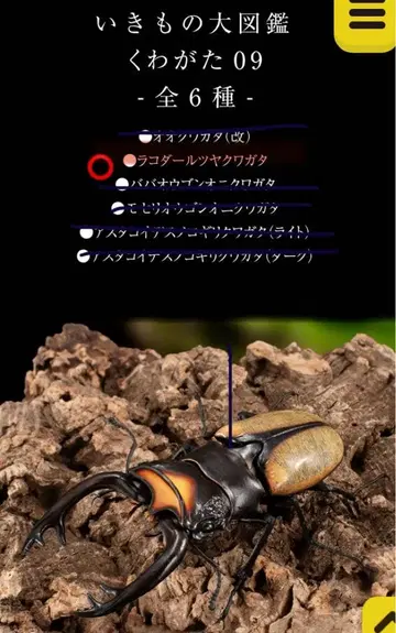 생물대도감 장수풍뎅이 09 라다콜 광택사슴벌레