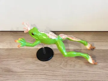 개구리 해부 모형 3D 퍼즐