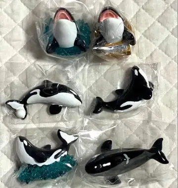 레어 카모가와 씨월드 랜덤 마그넷 범고래