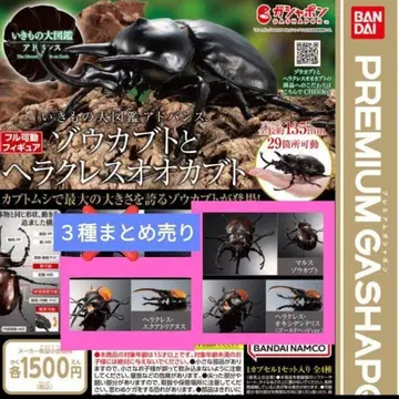 생물대도감 어드밴스 코끼리가부토 큰가부토 3종 묶음 판매