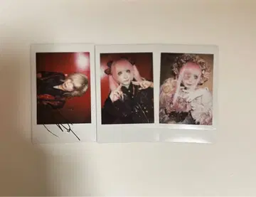 나방과 나비 폴라로이드