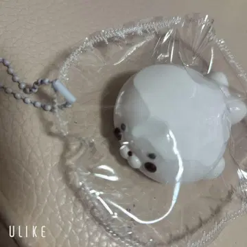 해외 스퀴즈 아자라시