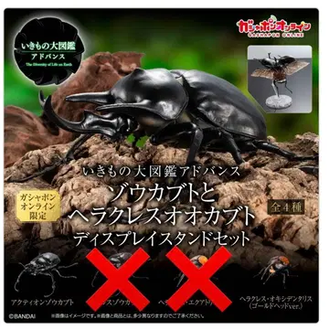 생물대도감 어드밴스 온라인판 악티온, 옥시덴탈리스