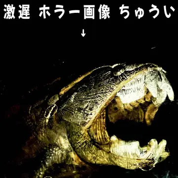 신선 미개봉 새상품 [바다의 행운] 2마리 세트 (피규어)