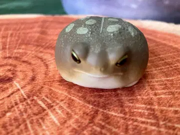 손바닥 프렌즈 아메후쿠라 개구리