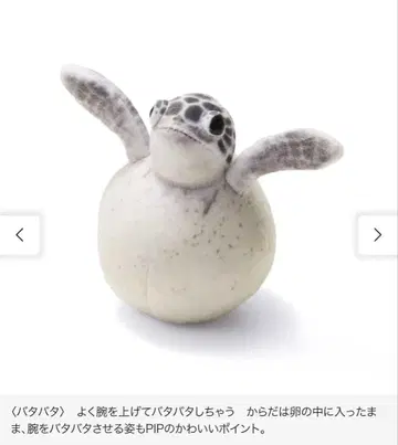 YOU+MORE! x 바다와 갈매기부 아오바다거북 아기 봉제인형 파우치