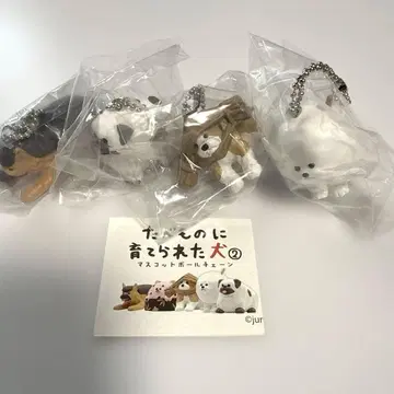 음식으로 길러진 개 2 4세트